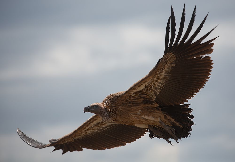 ***  Geier im Anflug  ***