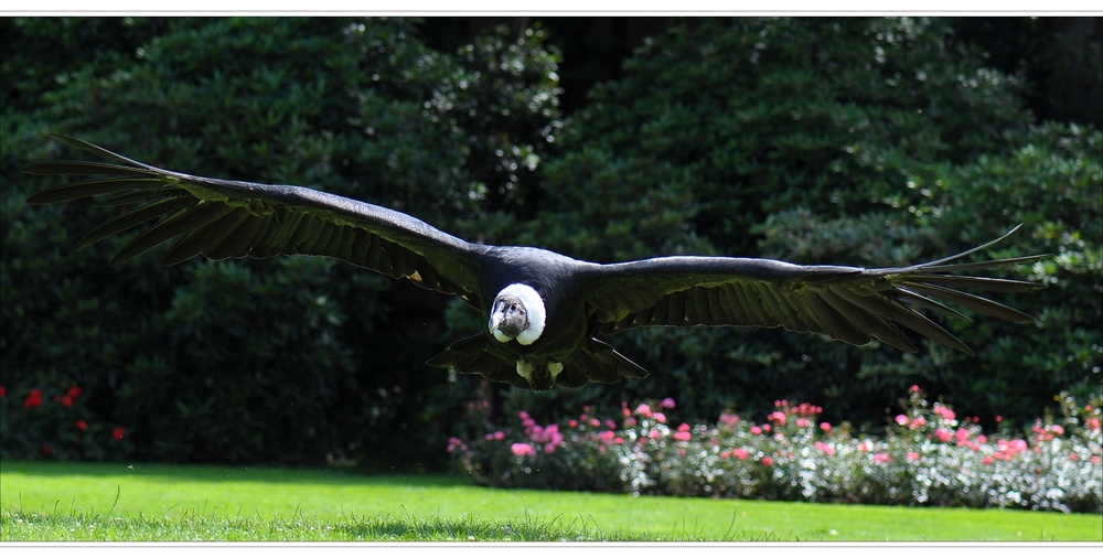 Geier im Anflug