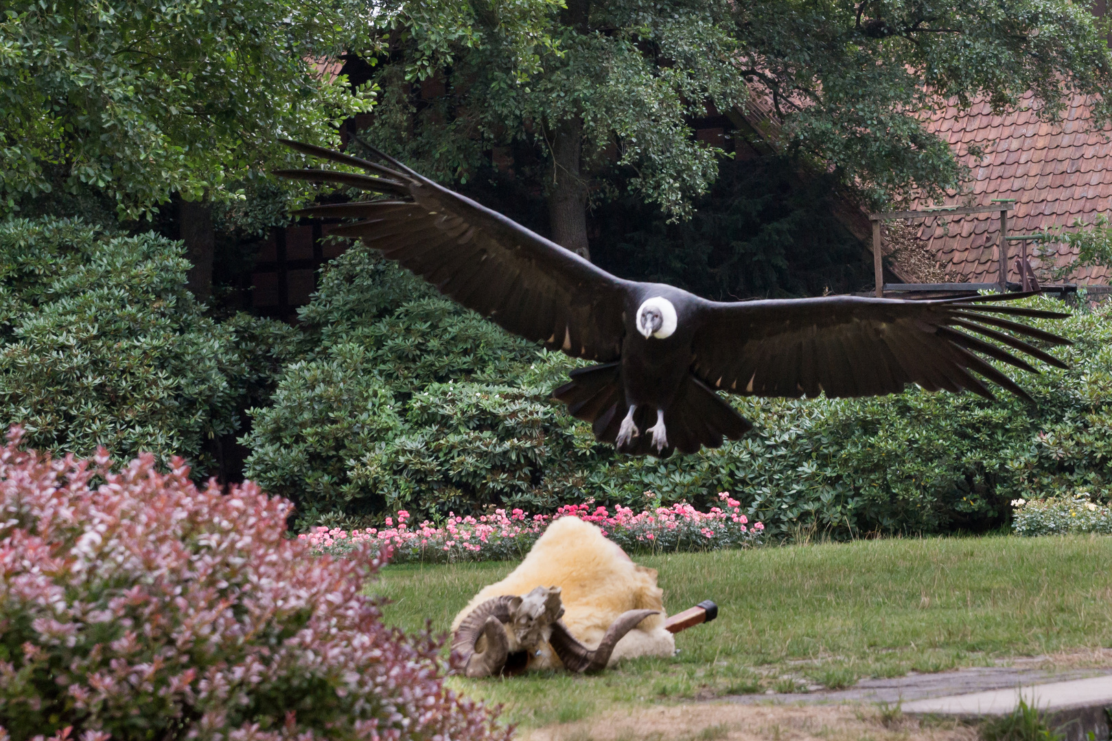 Geier im Anflug