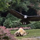 Geier im Anflug