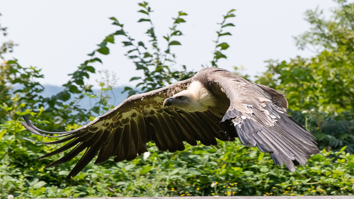 Geier im Anflug