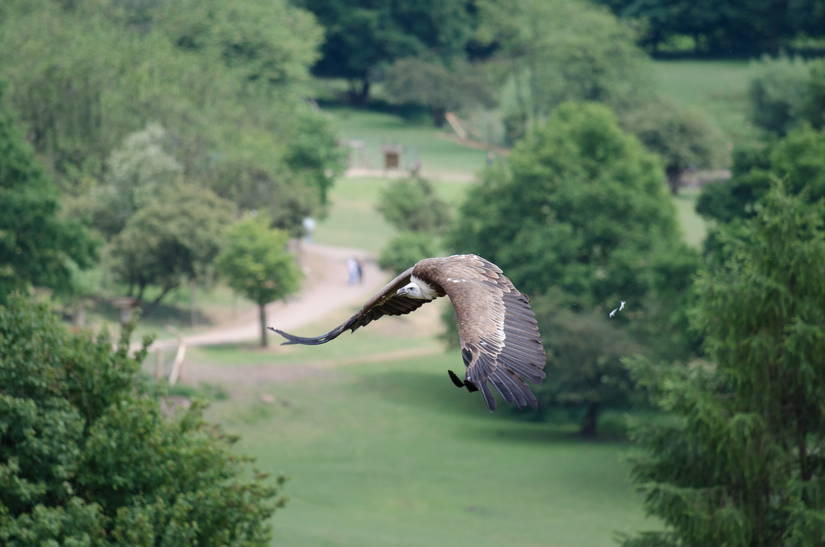 Geier im Anflug