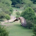 Geier im Anflug