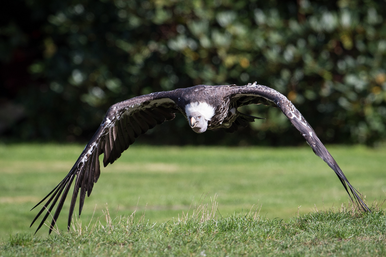 Geier im Anflug