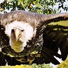 Geier im Anflug (Vulture approaching)