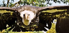 Geier im Anflug (Vulture approaching)