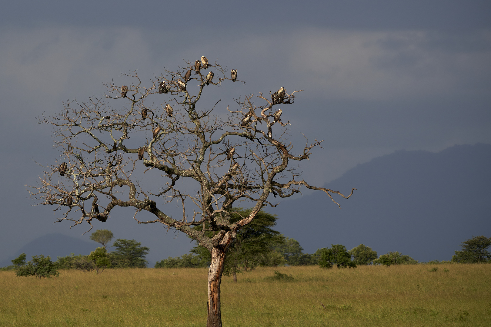 Geier im Baum