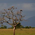 Geier im Baum