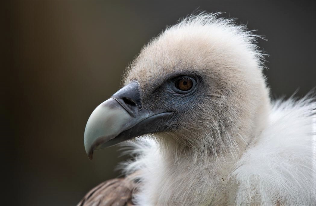 geier im berliner tierpark