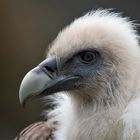 geier im berliner tierpark