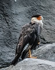 Geier im Berliner Zoo