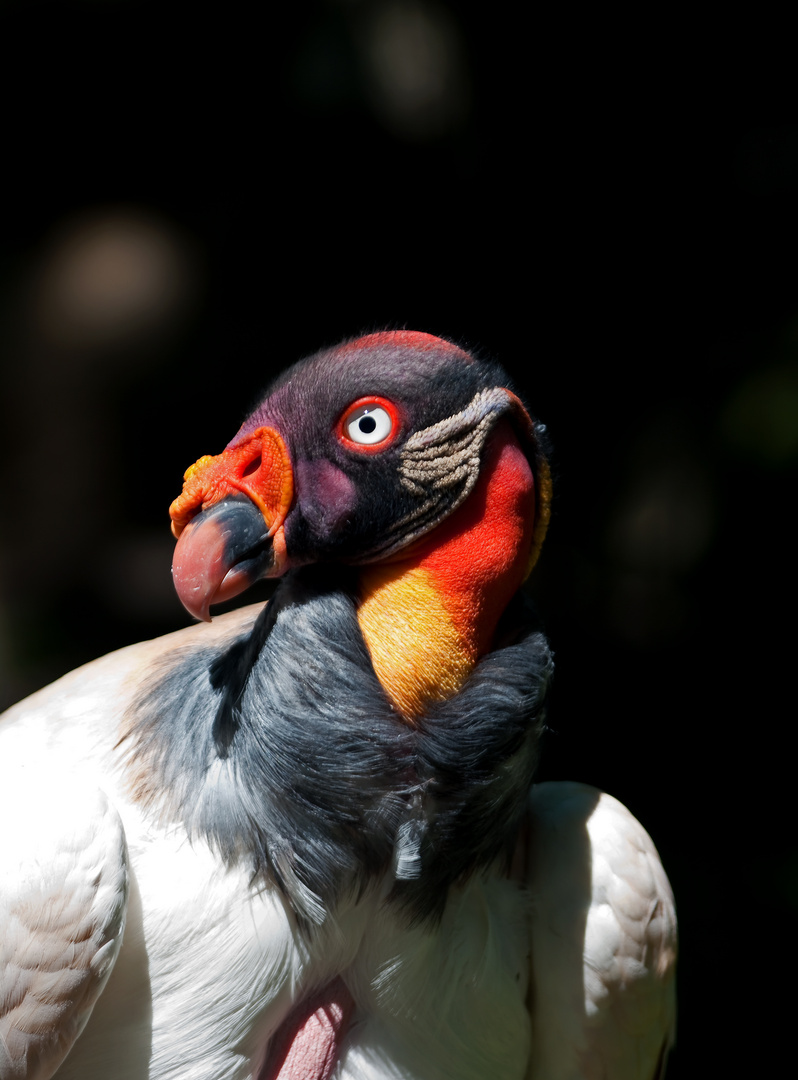 Geier im Berliner Zoo