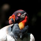 Geier im Berliner Zoo