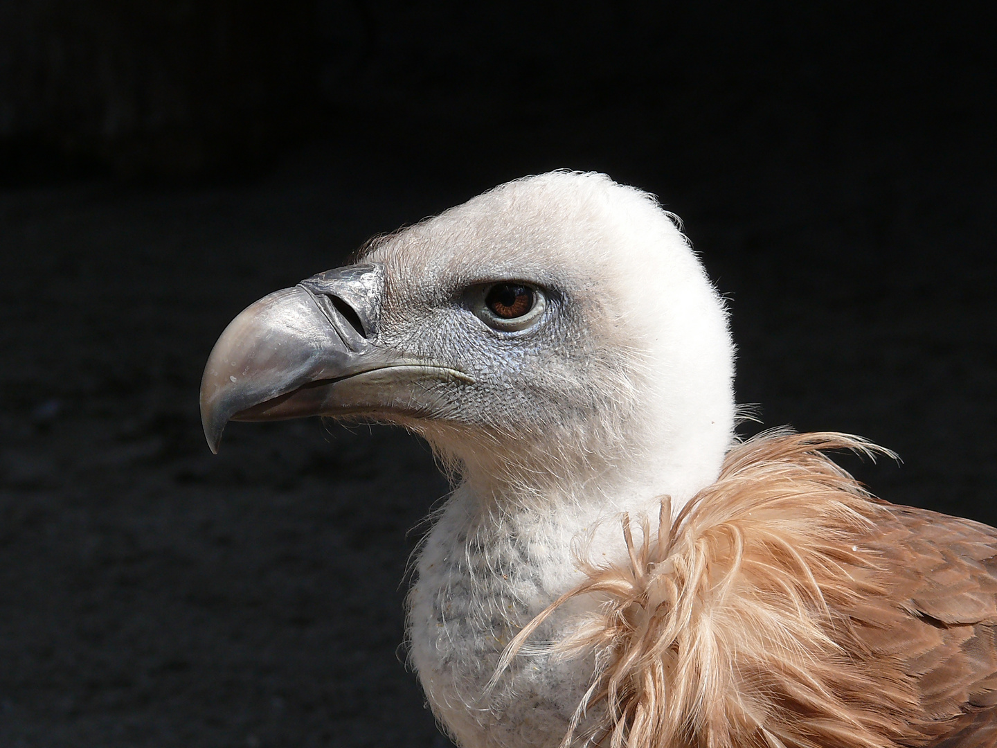 Geier im Blick