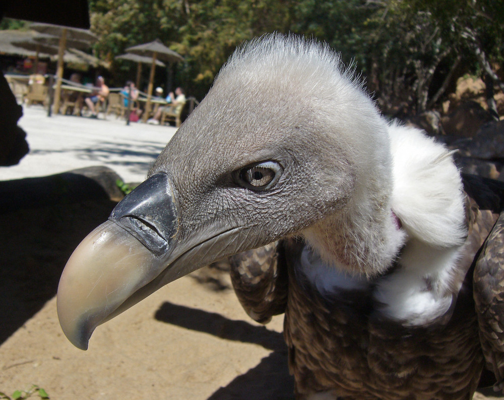 Geier im Dschungelpark auf Tenneriffa