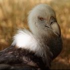 Geier im Duisburger Zoo 