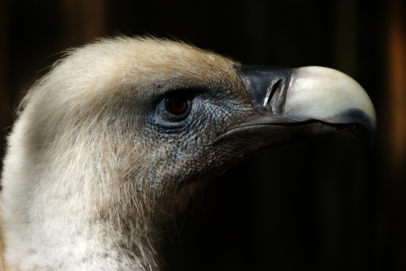 Geier im Duisburger Zoo