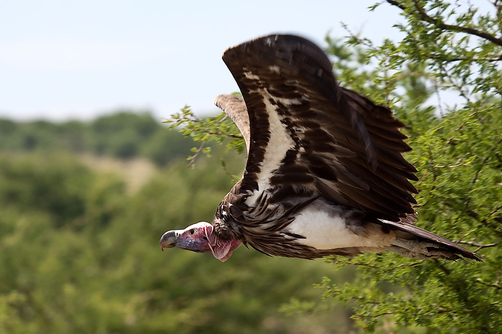 Geier im Durchflug