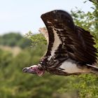 Geier im Durchflug