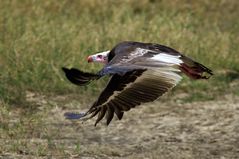 Geier im Flug