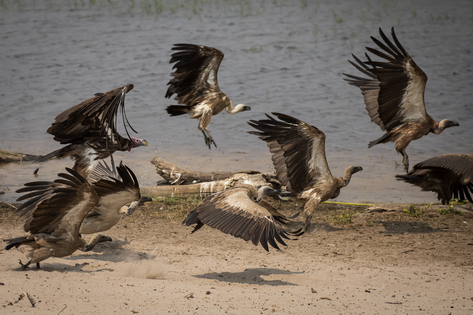 Geier im Flug