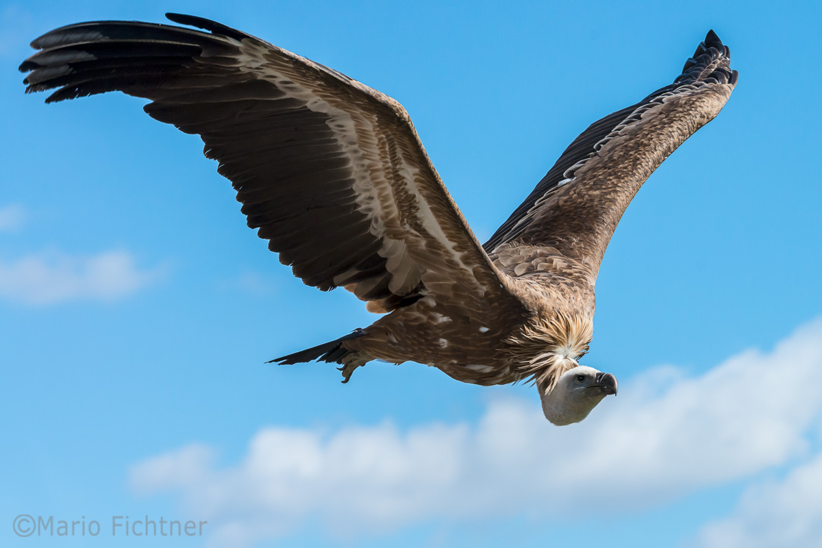 Geier im Flug 3082