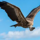 Geier im Flug 3082