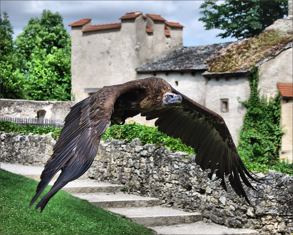 Geier im Flug