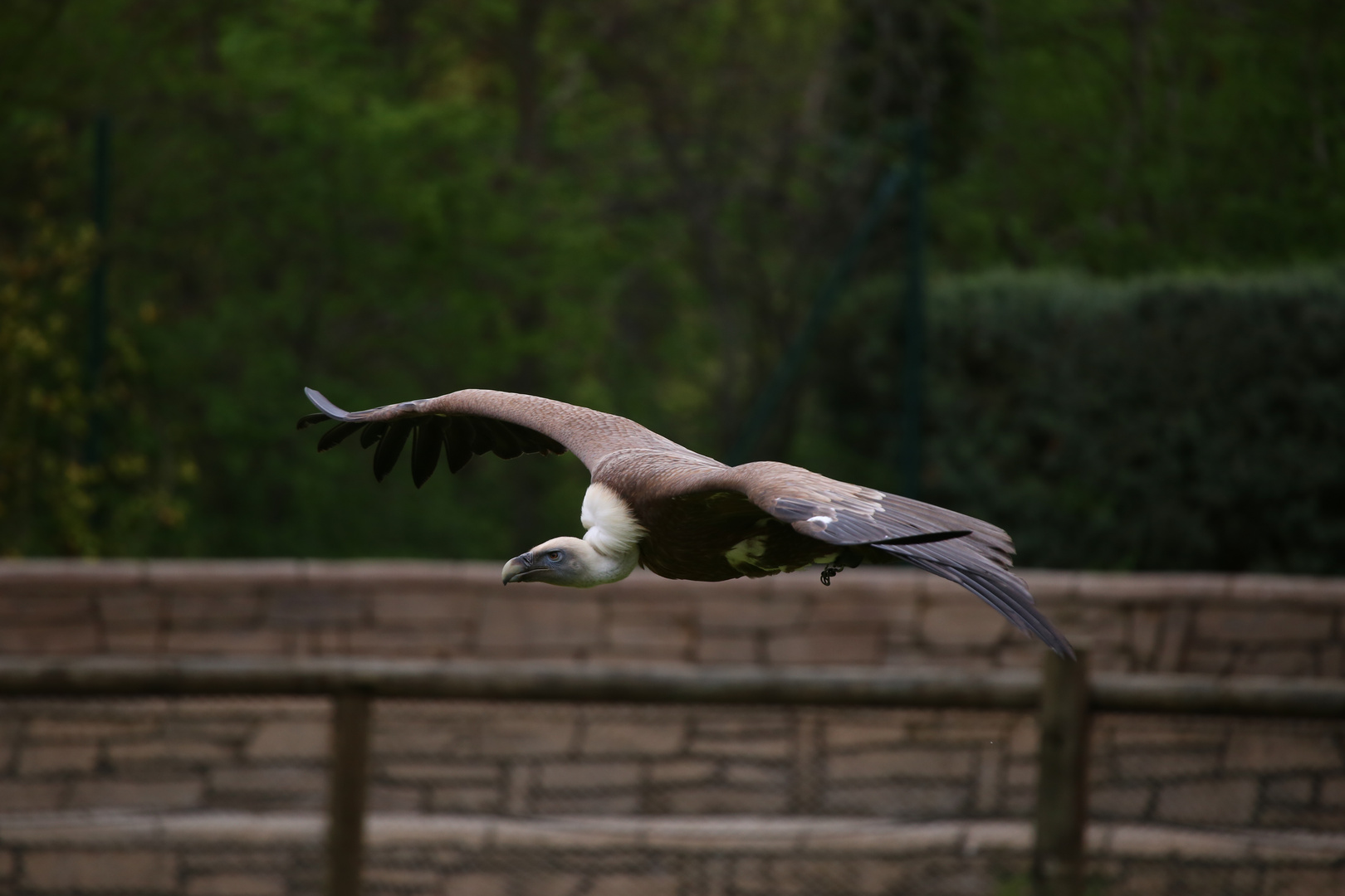 Geier im Flug