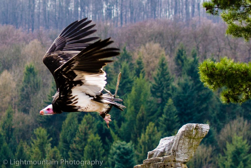 Geier im Flug