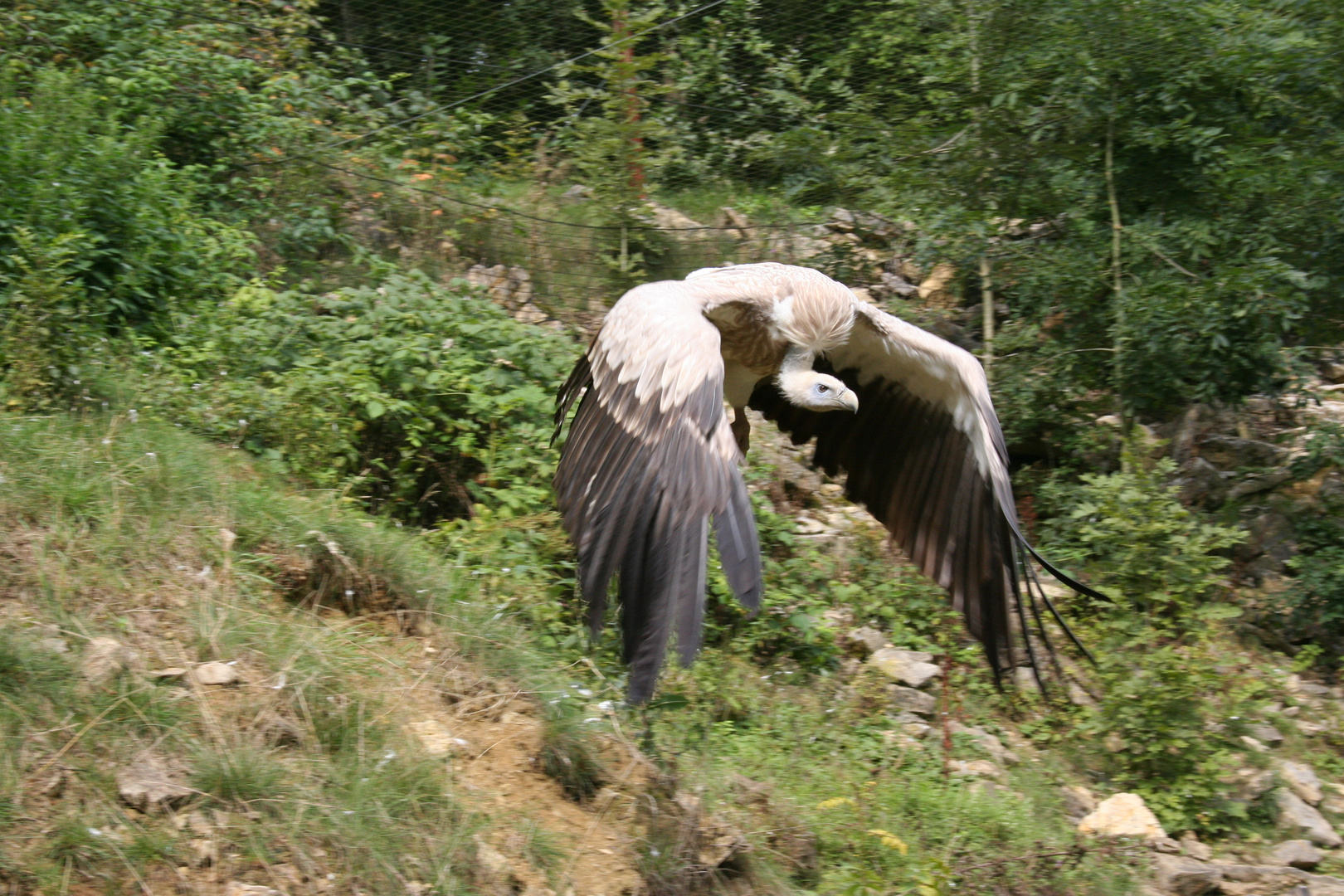 Geier im Flug