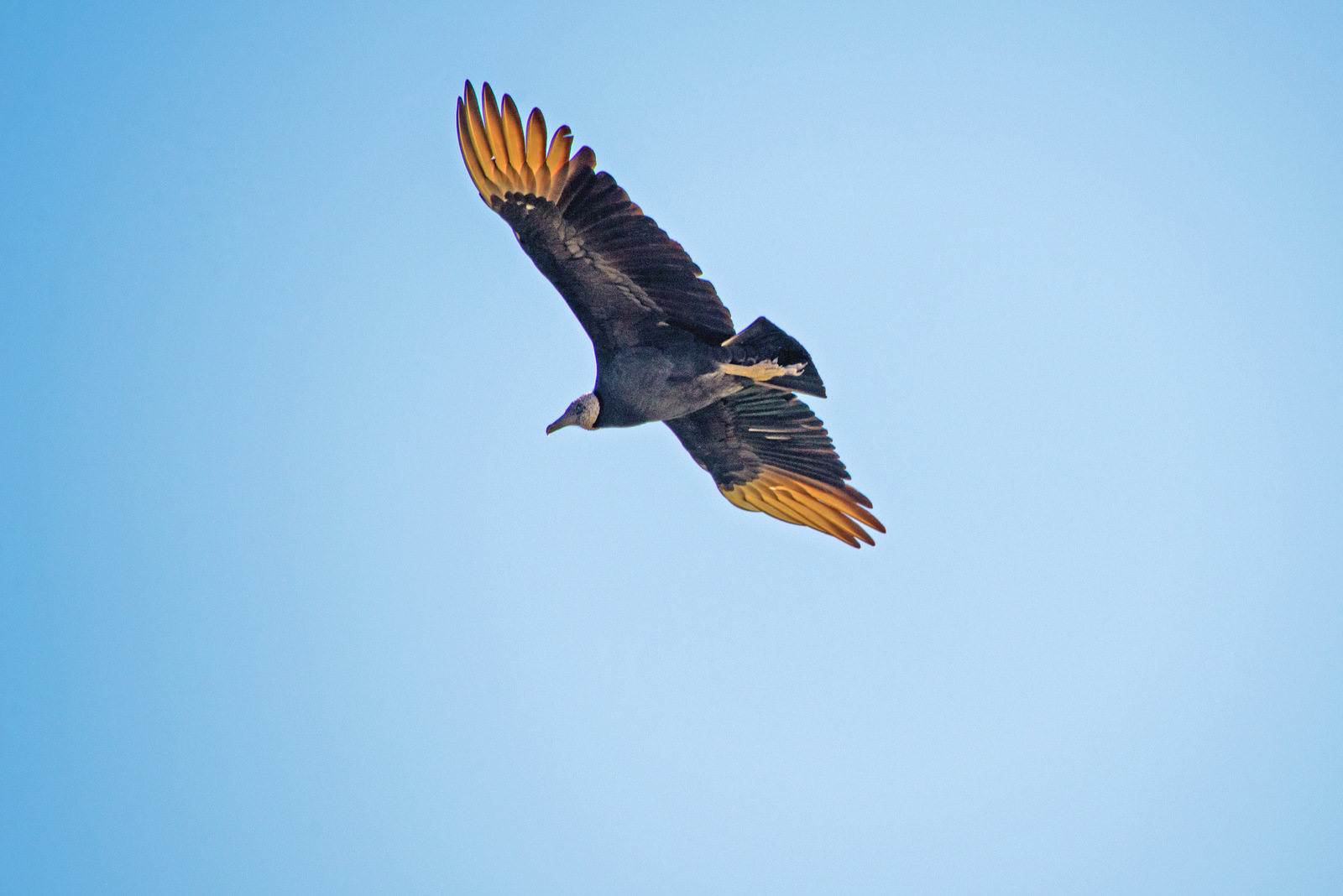 Geier im Flug.