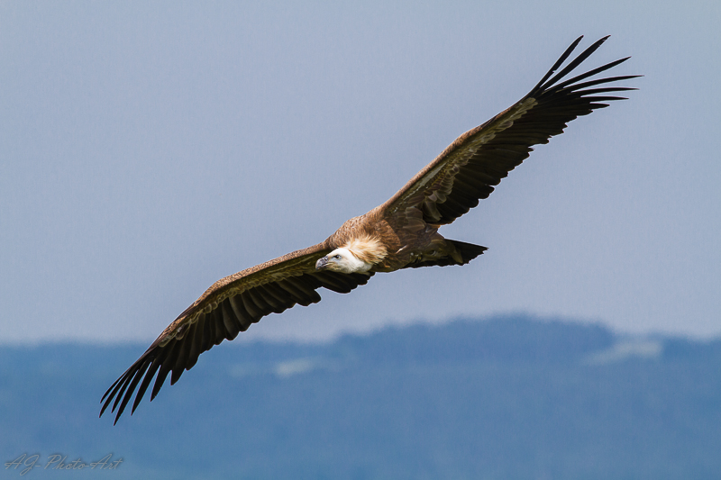 Geier im Flug I