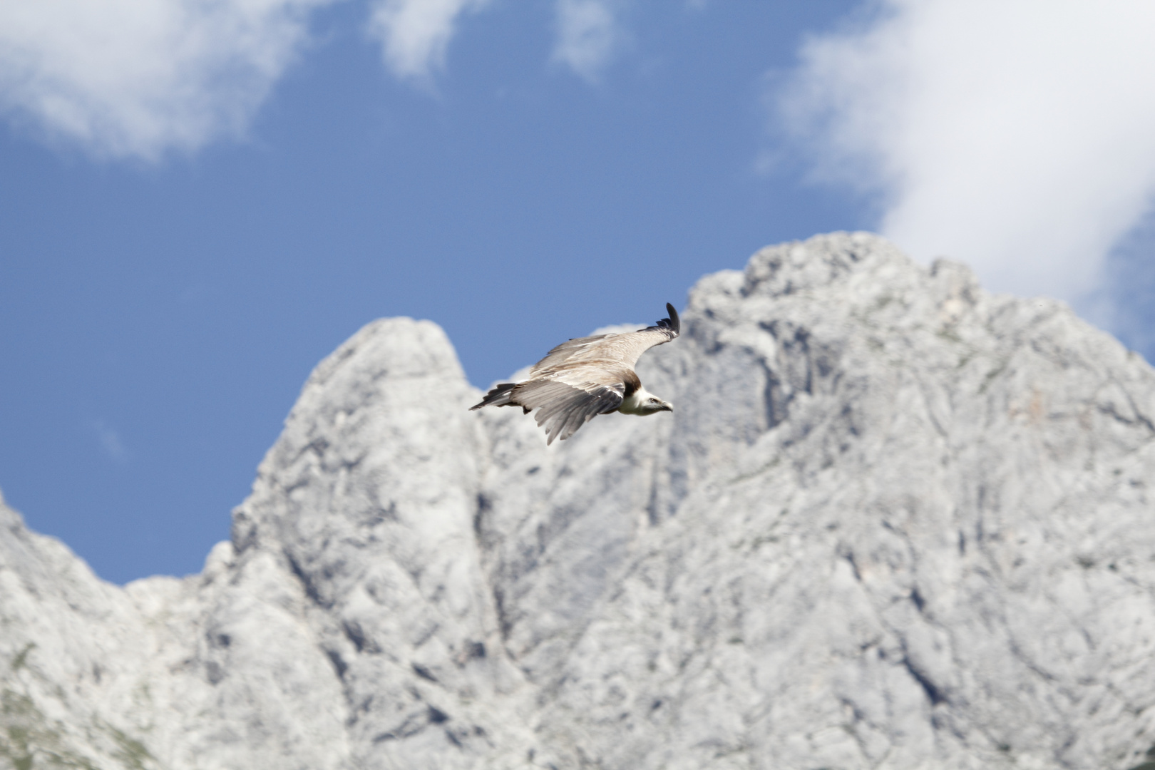 Geier im Freiflug