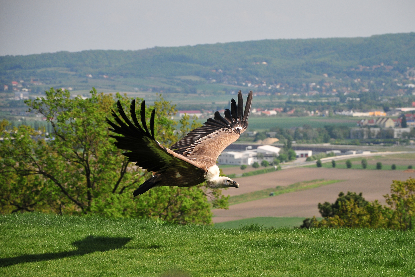 Geier im Gleitflug