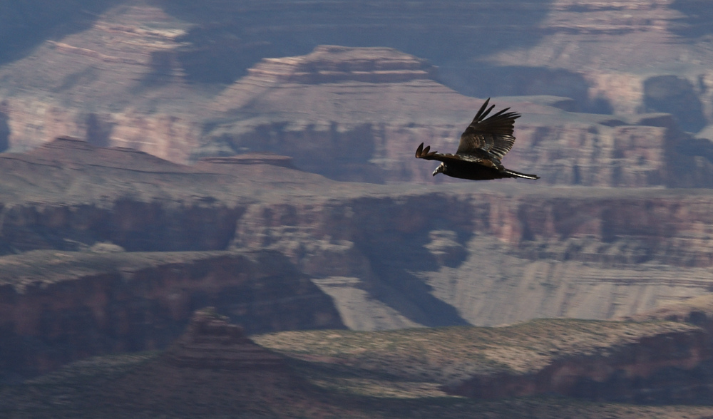 Geier im Grand Canyon