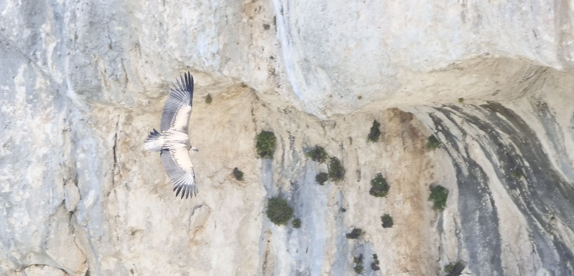 Geier im Grand Canyon de Verdun