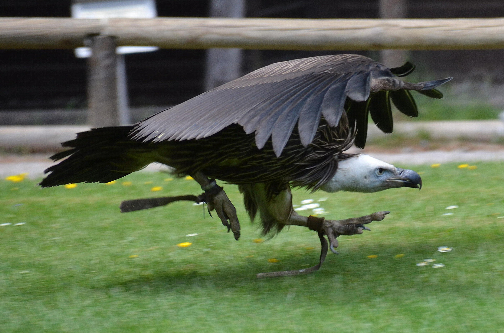 Geier im Greifvogelpark Hellenthal