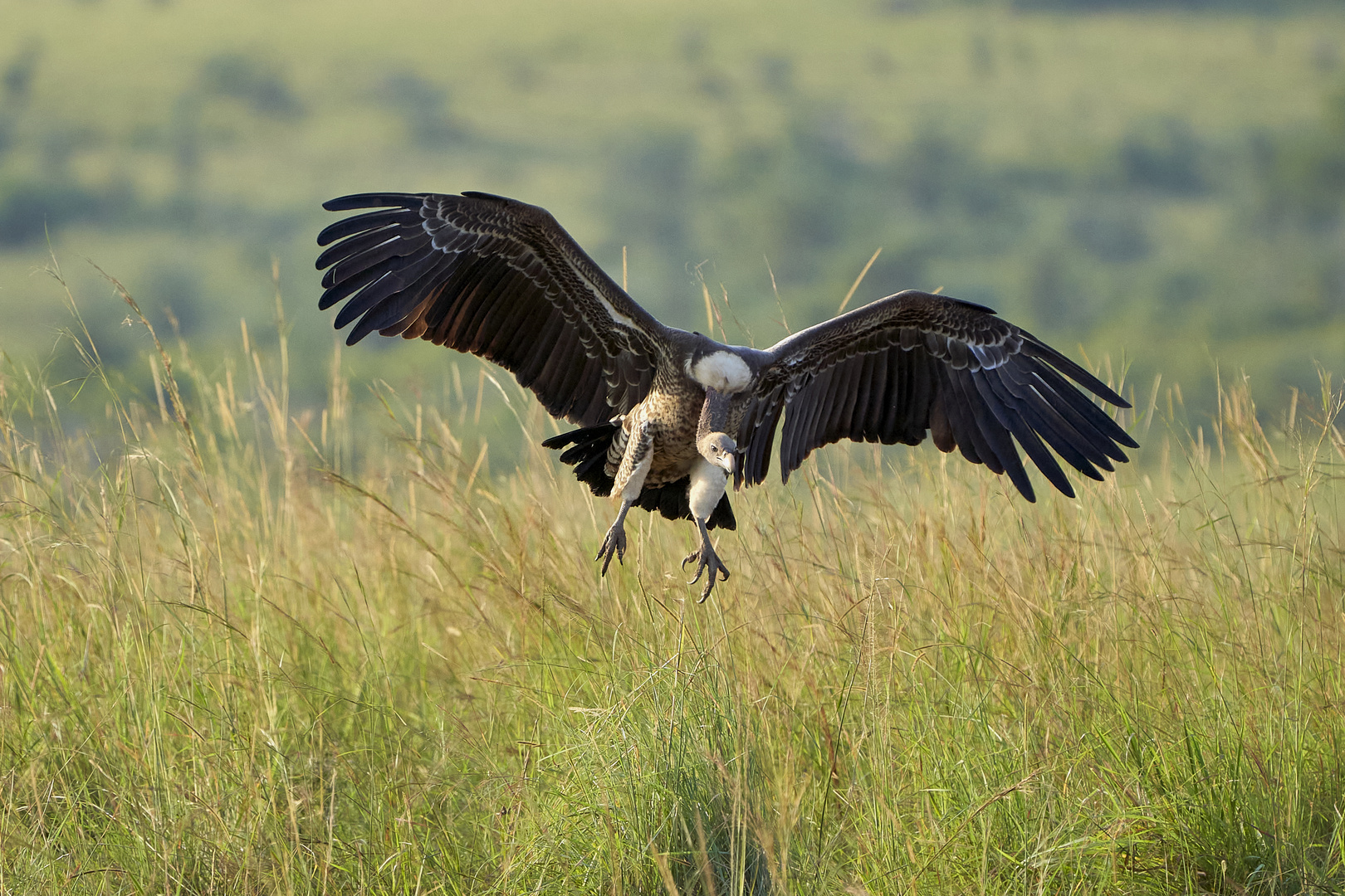 Geier im Landeanflug