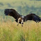 Geier im Landeanflug