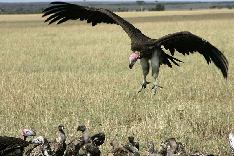 Geier im Landeanflug