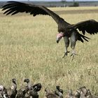 Geier im Landeanflug