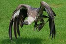 DE: Geier im Landeanflug de GGl. 