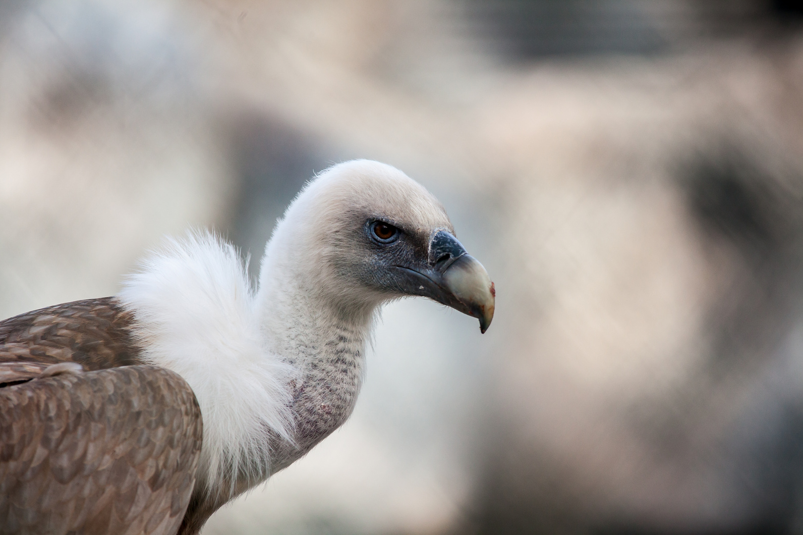 Geier im Leipziger Zoo