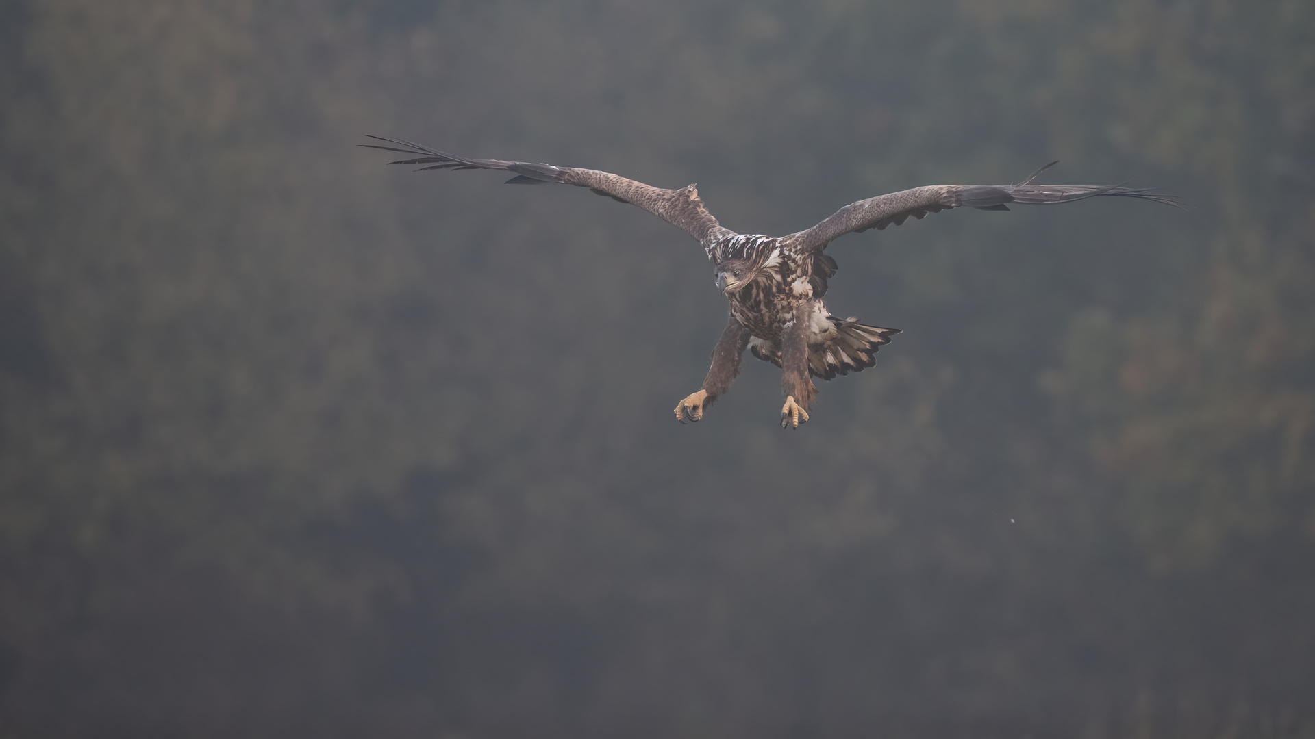 Geier im Nebel