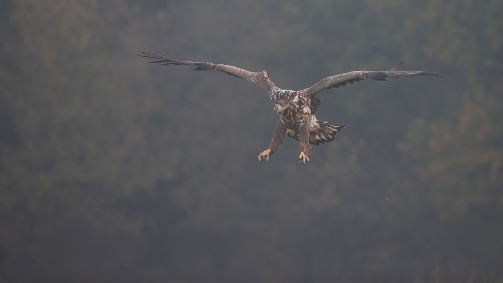 Geier im Nebel