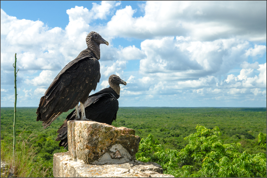 Geier im Regenwald von Yucatán bei Uxmal