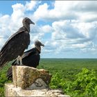 Geier im Regenwald von Yucatán bei Uxmal