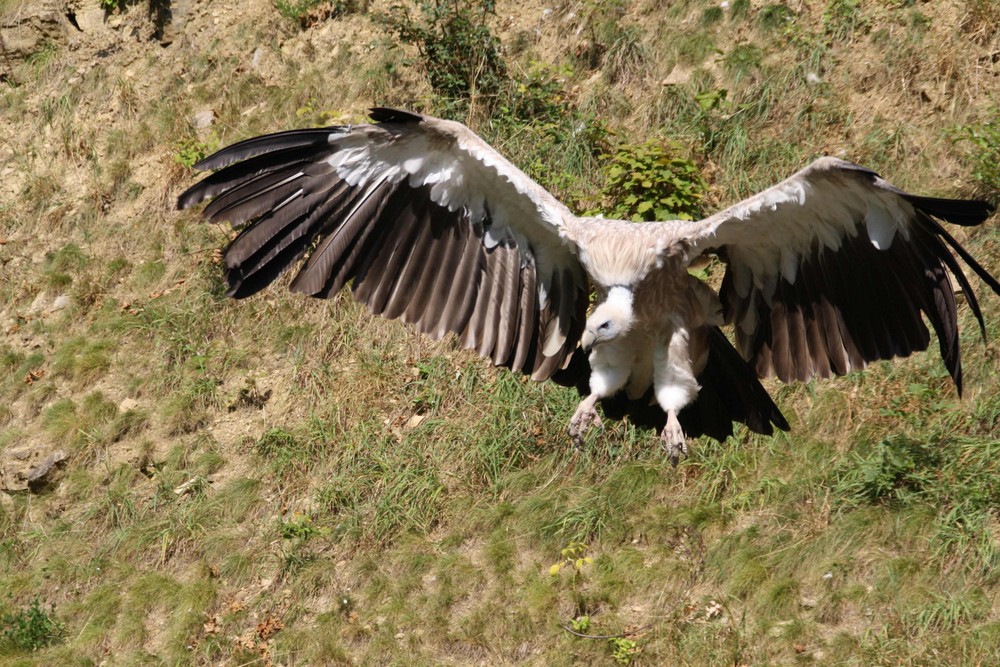 Geier im Sturzflug