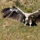 Geier im Sturzflug